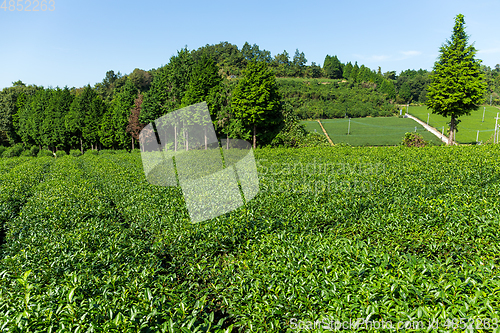 Image of Tea plantation