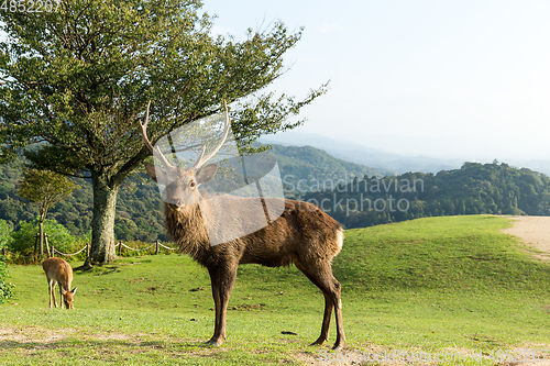 Image of Male deer