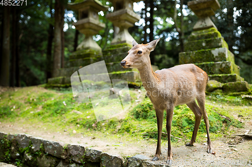 Image of Deer in Japanese temple