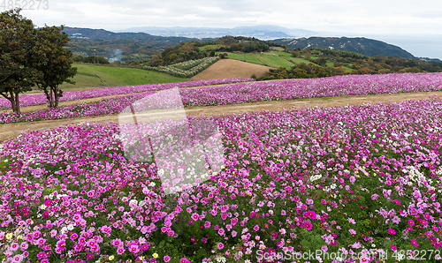 Image of Cosmos flower in autumn season