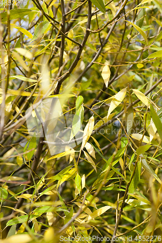 Image of Yellow leaves