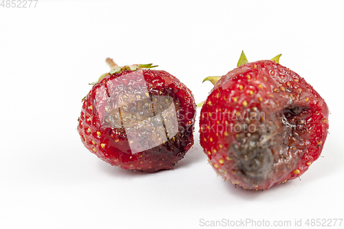 Image of strawberry with mold