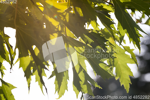 Image of green maple foliage