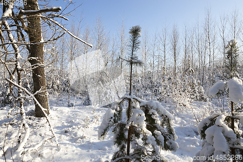 Image of young forest