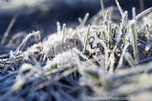 Image of grass in winter
