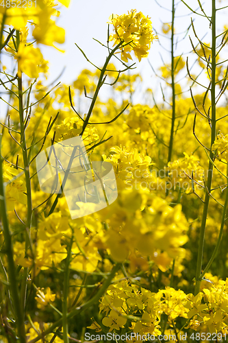 Image of Yellow blossoming rape