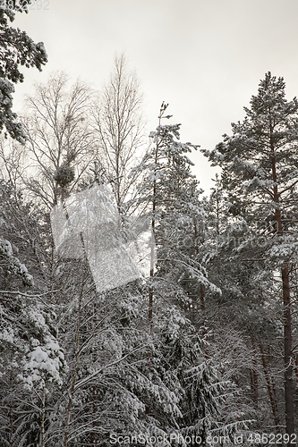 Image of Snow in winter