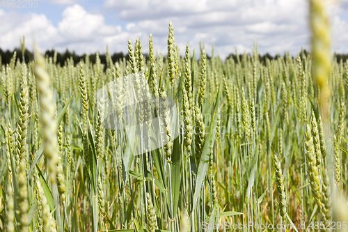 Image of Ears of wheat