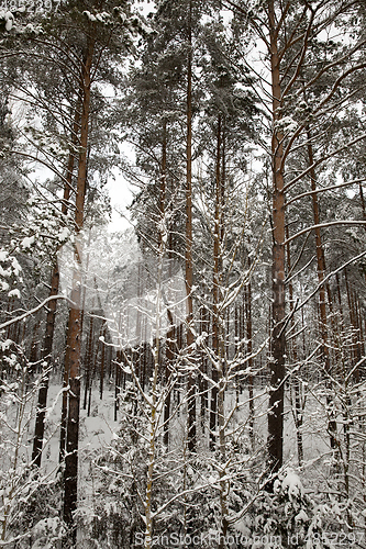 Image of Forest in winter