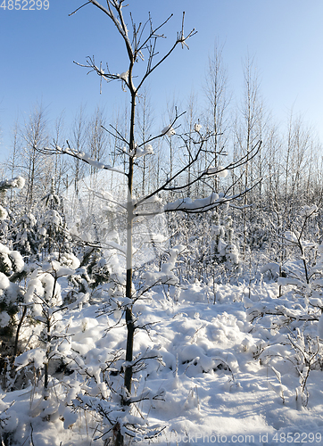 Image of young snow-covered forest