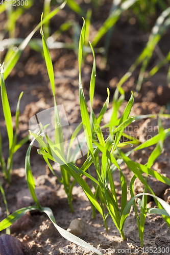 Image of Fresh green wheat