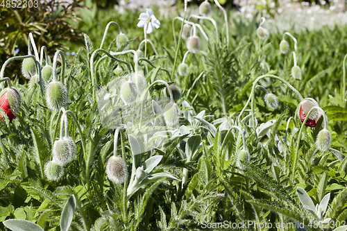 Image of closeup poppies