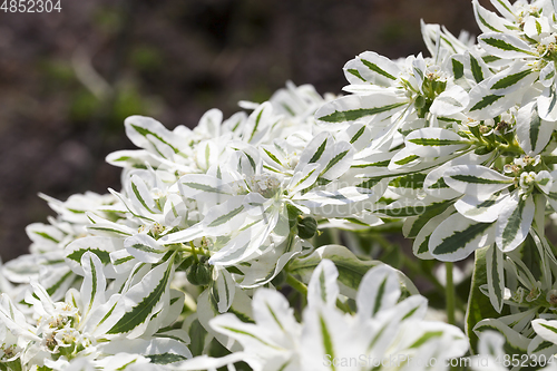 Image of white flowers