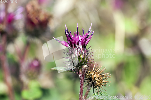 Image of flowering thistles