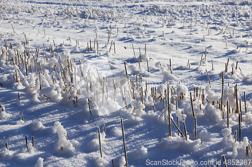 Image of Snow covered field