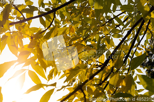 Image of ash maple