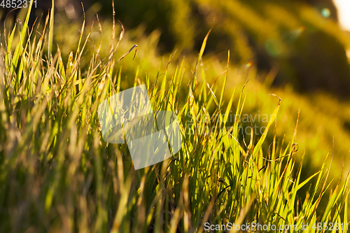 Image of Wheat Grain