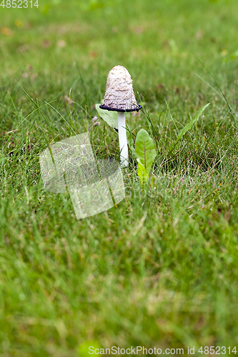 Image of Forest mushrooms