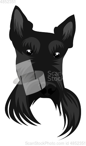 Image of Scotish Terrier illustration vector on white background