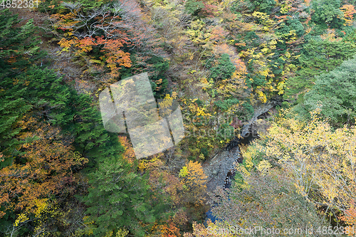 Image of Forest landscape in autumn