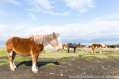 Image of Horse in pasture