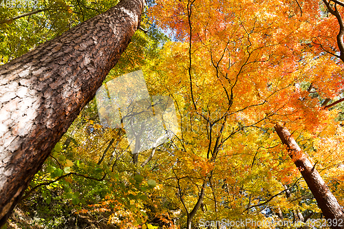 Image of Maple tree forest