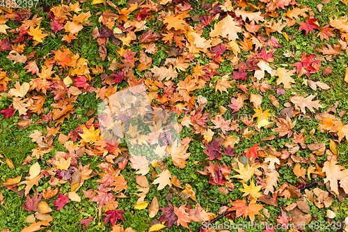 Image of Maple leaves on ground