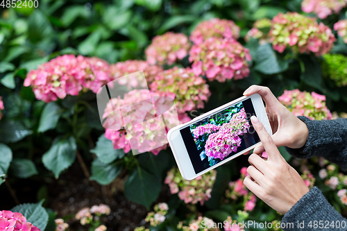 Image of Woman using cellphone to take photo on Hydrangea
