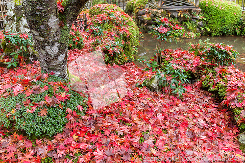 Image of Autumn garden