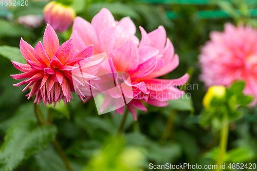 Image of Beautiful Chrysanthemums in pink