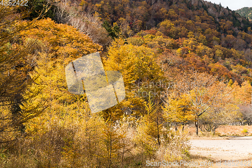 Image of Forest in Autumn in Nikko