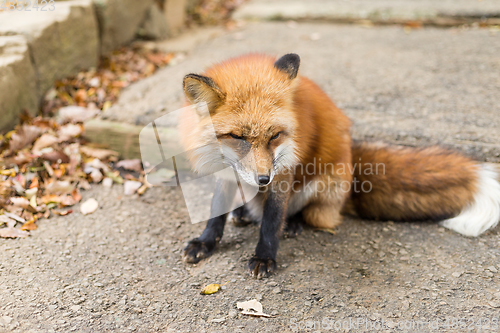 Image of Cute red fox