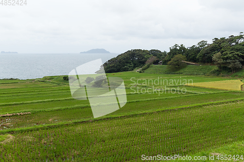 Image of Rice meadow
