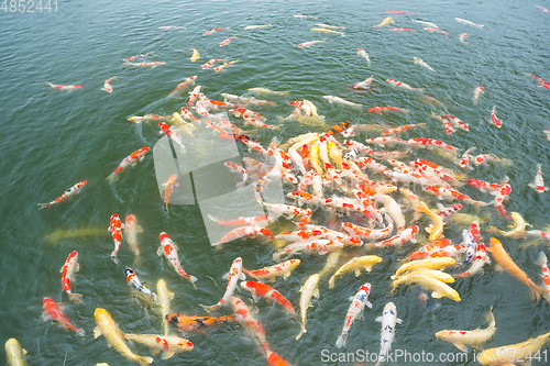 Image of Koi fish in the garden pond