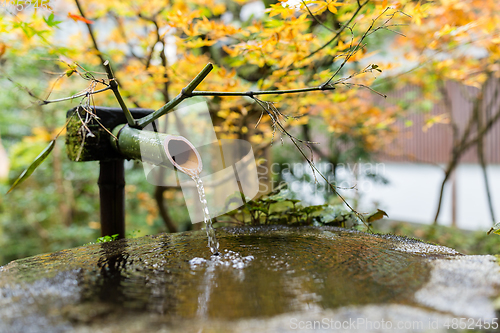 Image of Water bamboo with maple tree