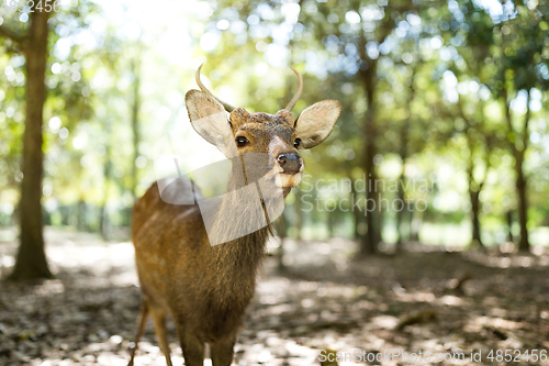 Image of Deer relaxing at Nara Park