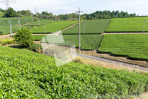 Image of Tea garden