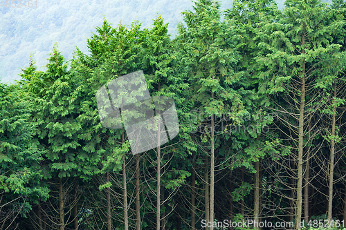 Image of Greenery forest