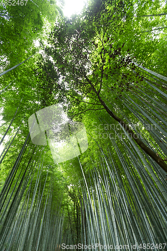 Image of Bamboo forest at Arashiyama in Kyoto