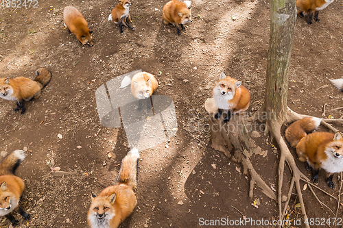 Image of Group of fox together
