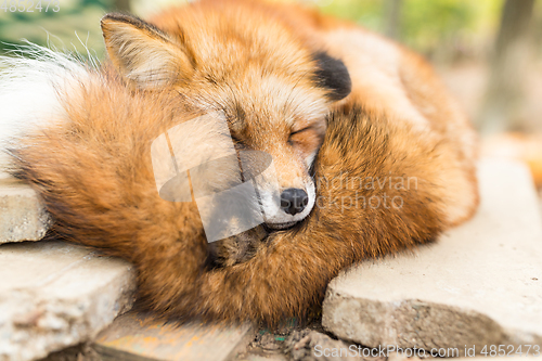 Image of Red fox