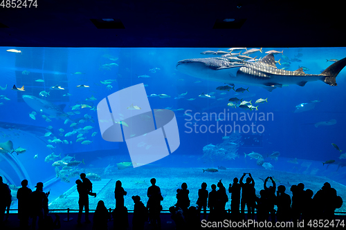 Image of Okinawa Aquarium 