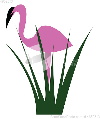 Image of Flamingo bird standing behind the bush vector or color illustrat