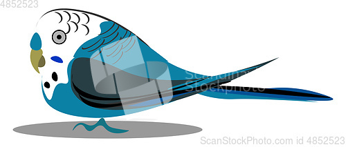 Image of A small budgerigar bird vector or color illustration