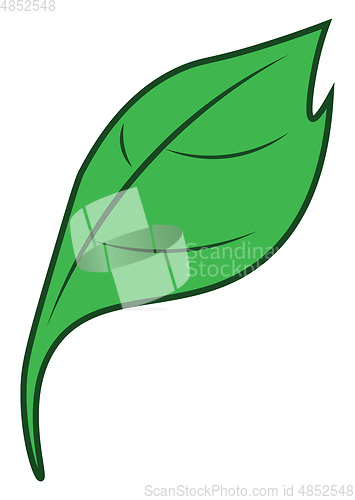 Image of Green leaf vector or color illustration