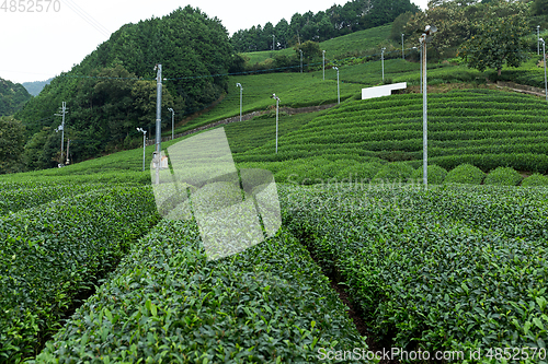 Image of Fresh green tea farm