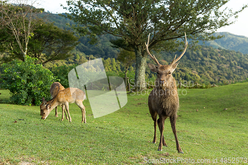 Image of Male deer at mountain