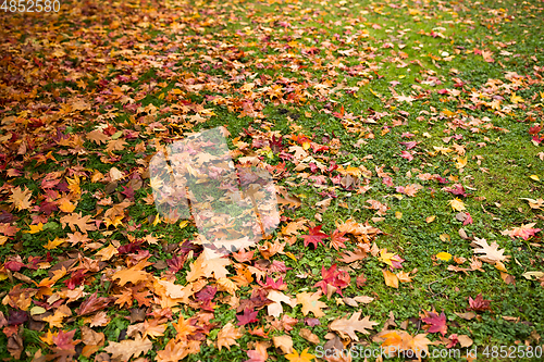 Image of Autumn leaves on lawn