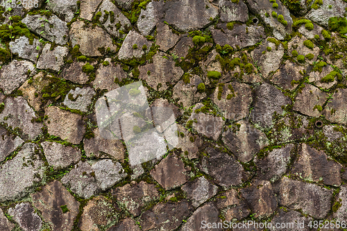 Image of Rock stone wall with green sprout