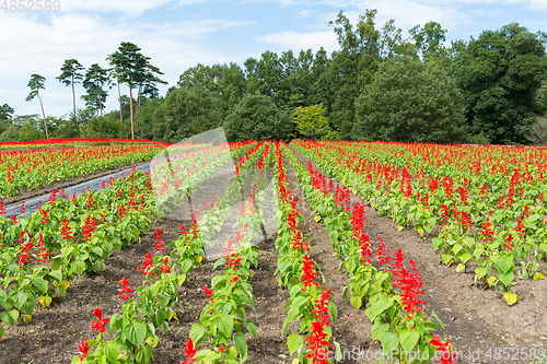 Image of Salvia farm